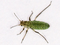 Eulachnus agilis